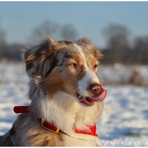 so schmeckt der Winter