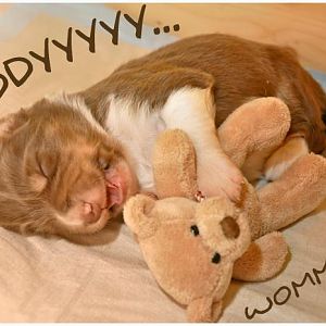 Teddy