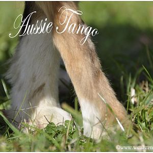 AussieTANGO










AussieTANGO