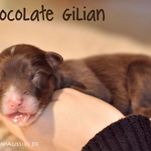 western river chocolate gilian