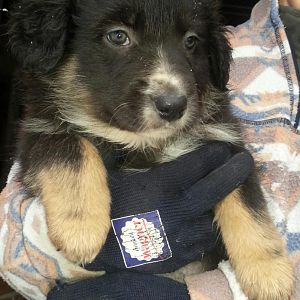 24.01.2013 auf den Armen Deines alten Frauchens...so habe ich Dich gesehen, mich verliebt und Dich mitgenommen!