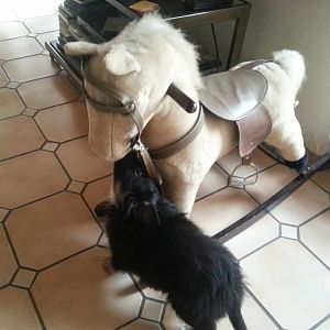 01.03.2013 kleiner Kampfhund :-)