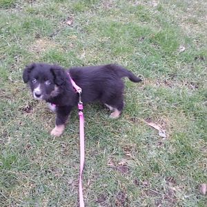 01.03.2013 ans Leinchen gewöhnen