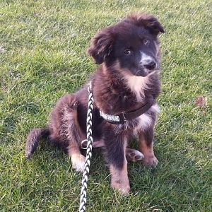 26.03.2013 meine kleine Schönheit