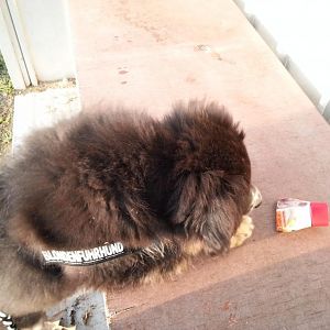 26.03.2013 "ist das nicht meine Leberwurst?"