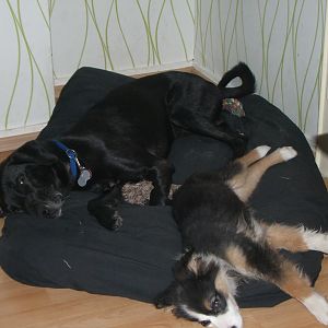 luke und luna beim chillin