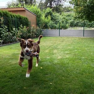 Tja er liebt sein Tau