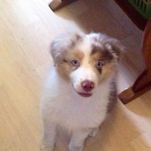 "Will mein Spielzeug haben"