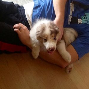 "Hilfe, holt mich hier raus, ich bin ein Aussie!"