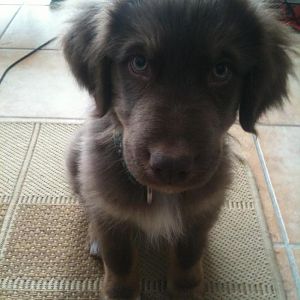 McGee