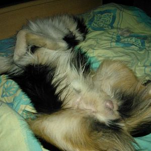 Bei Frauchen im Bett ist es sooo gemütlich!!