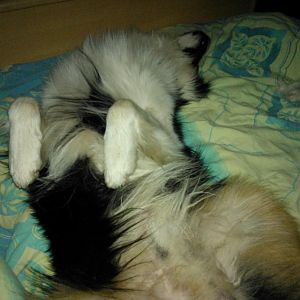 Bei Frauchen im Bett ist es sooo gemütlich!!