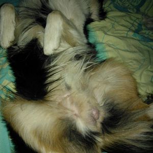 Bei Frauchen im Bett ist es sooo gemütlich!!