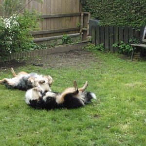 Wellington mit Filou beim Spielen