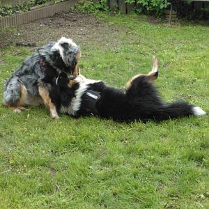 Welli und Filou beim Spielen