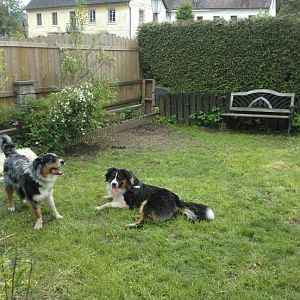 Welli und Filou beim Spielen