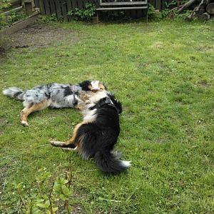 Welli und Filou beim Spielen