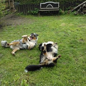 Welli und Filou beim Spielen