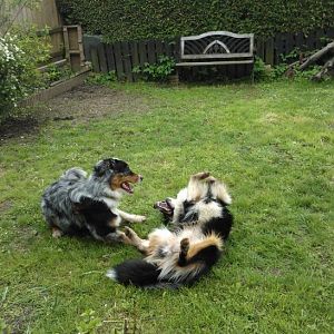 Welli und Filou beim Spielen