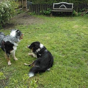 Welli und Filou beim Spielen