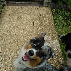 Welli und Filou beim Spielen