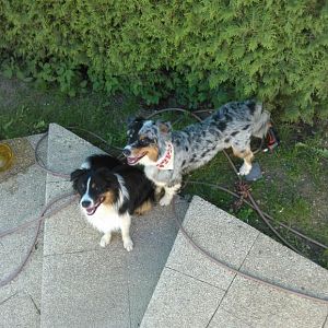 Welli und Filou von oben herab!! :-)