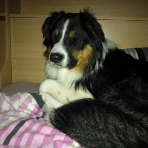 Ich bin müde... lass mich dösen