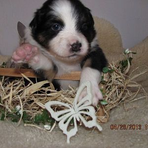 FTUVOQ056a3dOMFkwTkRBMVJEVTNNalE1TFc0MExtSnpNRFJoUDNObGJHVmpkR2x2YmoxMFptOXNNVEZoTTJOaU5XRmpZVGs