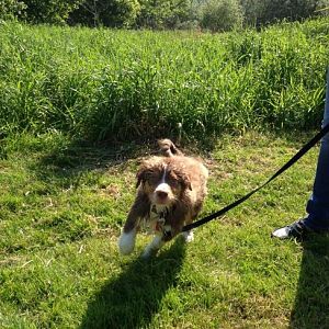 Ahhh ein nassser Pudddeeel