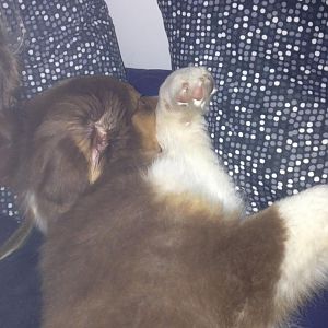 Nee wie kommt denn der Wuffi ins Bett