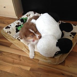 Also er hat ein Schaf zum hütili :O)