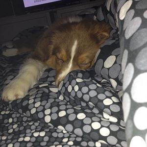 Oh Oh Herrchen hats gesehen :O)