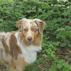 das gras hier isst echt gut