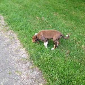 Heute am See mal ohne Leine :O)