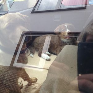 Lilly zeigt das Autofahren garnich schlimm ist