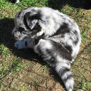 das Halsband hat ihn ganz schön gejuckt