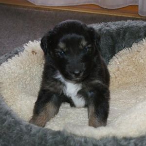 Piper drei wochen alt