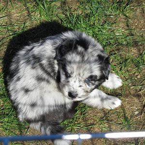 Blue eyes 
baby's got blue eyes
like a deep blue sea 
on a blue blue day 
Blue eyes