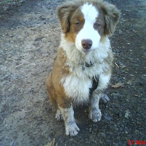 Ruby beim Gassie gehen