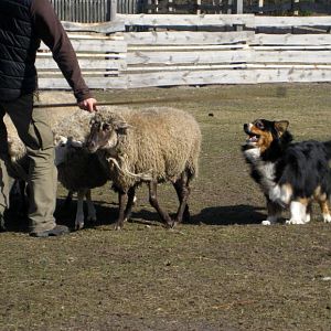 Pastuszkowo 24- 25 März 2012