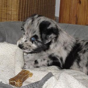 Deckenelmo mit blauen Augen <3