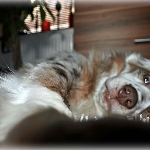 "Frauchen, jetzt tu doch mal das Ding da weg, ich versuche hier zu schlafen" :)