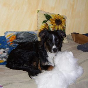 Leonardo und die Fellkatze