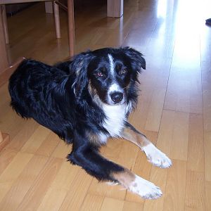 Wo bleibt mein Knochen?