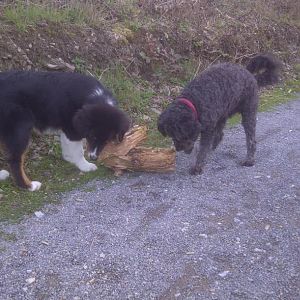 Paul 011: Kämpfe mit dem Holzklotz...