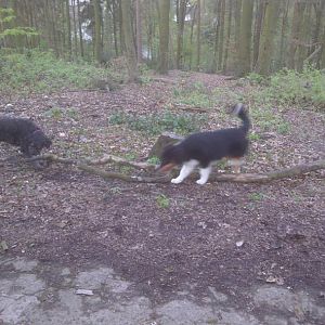 Paul 007: Kämpfe mit dem großen Ast... und Pieter