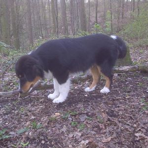 Paul 008: Kämpfe mit dem großen Ast...