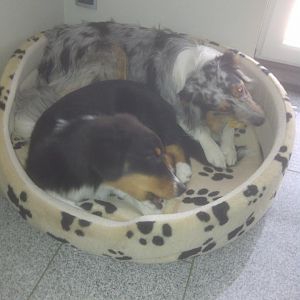 Paul & Maja #01:
zusammen in Majas Körbchen, das klappt erste seit Montag, 23.04.,
beide mit einem Kauknochen