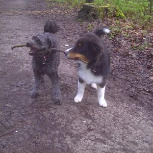 Pieter & Paul: eine der Lieblingsbeschäftigungen unserer zwei Streuner: zusammen um einen Stock balgen:-)