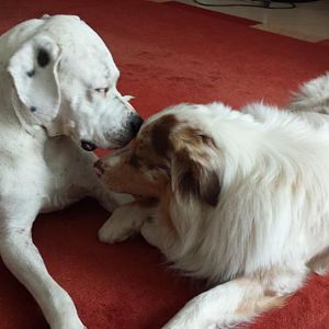 999489 4589969882390 1662198947 n